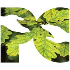 Logo for Portland College